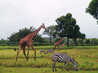 Caluit Safari