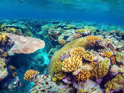 Malwawey Coral