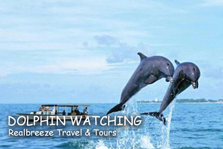 Dolphin Watching Palawan