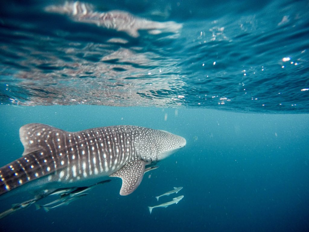 Oslob Whale Watching