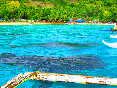 Oslob Whale Watching