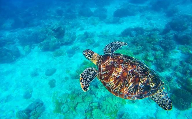 Dumaguete Apo Island 