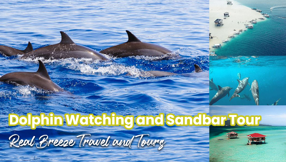 Dolphin Watching and Sandbar Tour