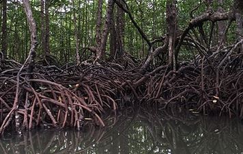 Talabong Mangrove Park